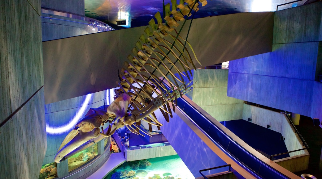 National Aquarium in Baltimore showing marine life and interior views