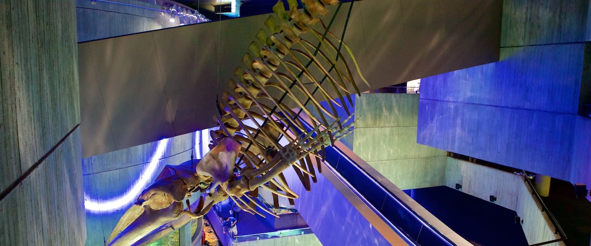 National Aquarium in Baltimore featuring interior views and marine life