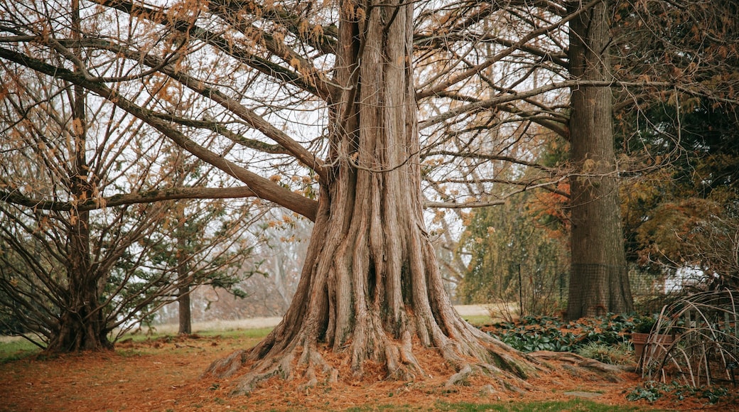 Cylburn Arboretum featuring a park and autumn leaves