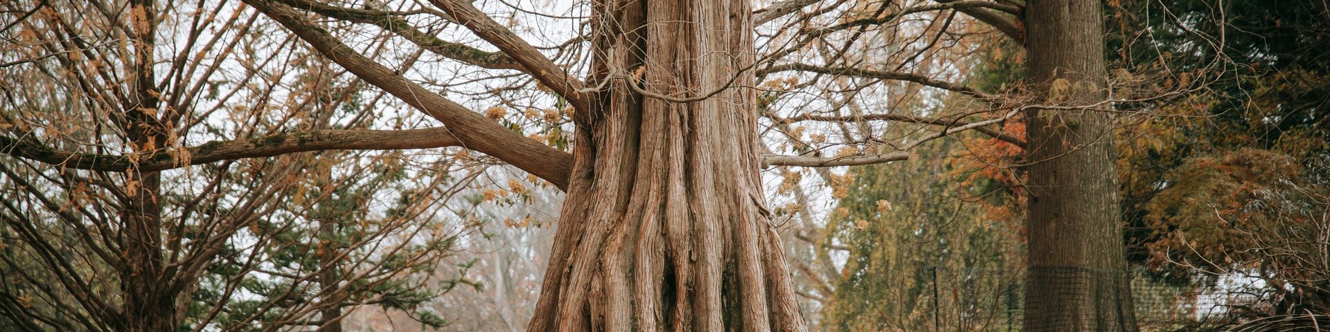 Cylburn Arboretum featuring a park and autumn leaves