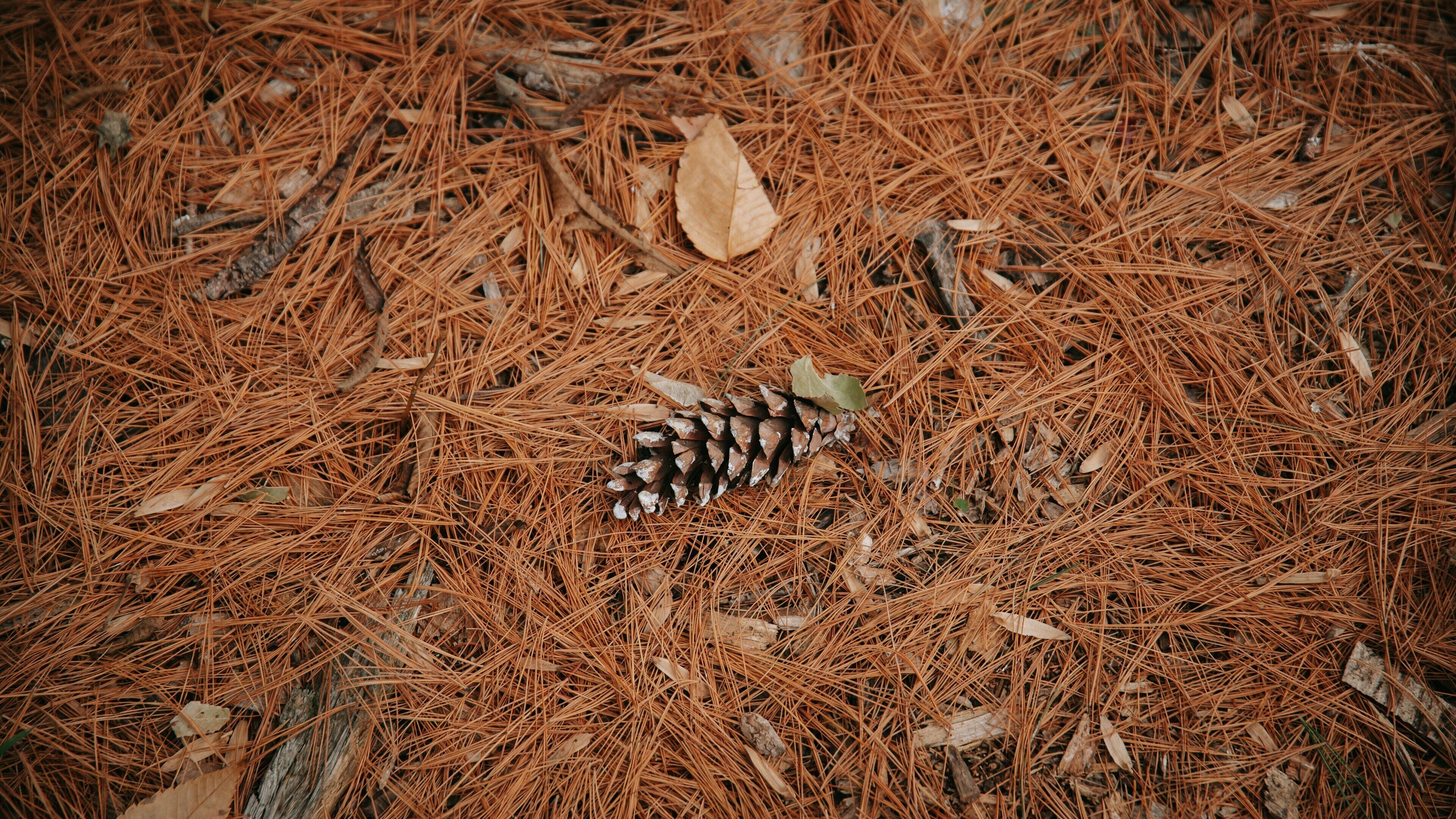 Cylburn Arboretum showing fall colors