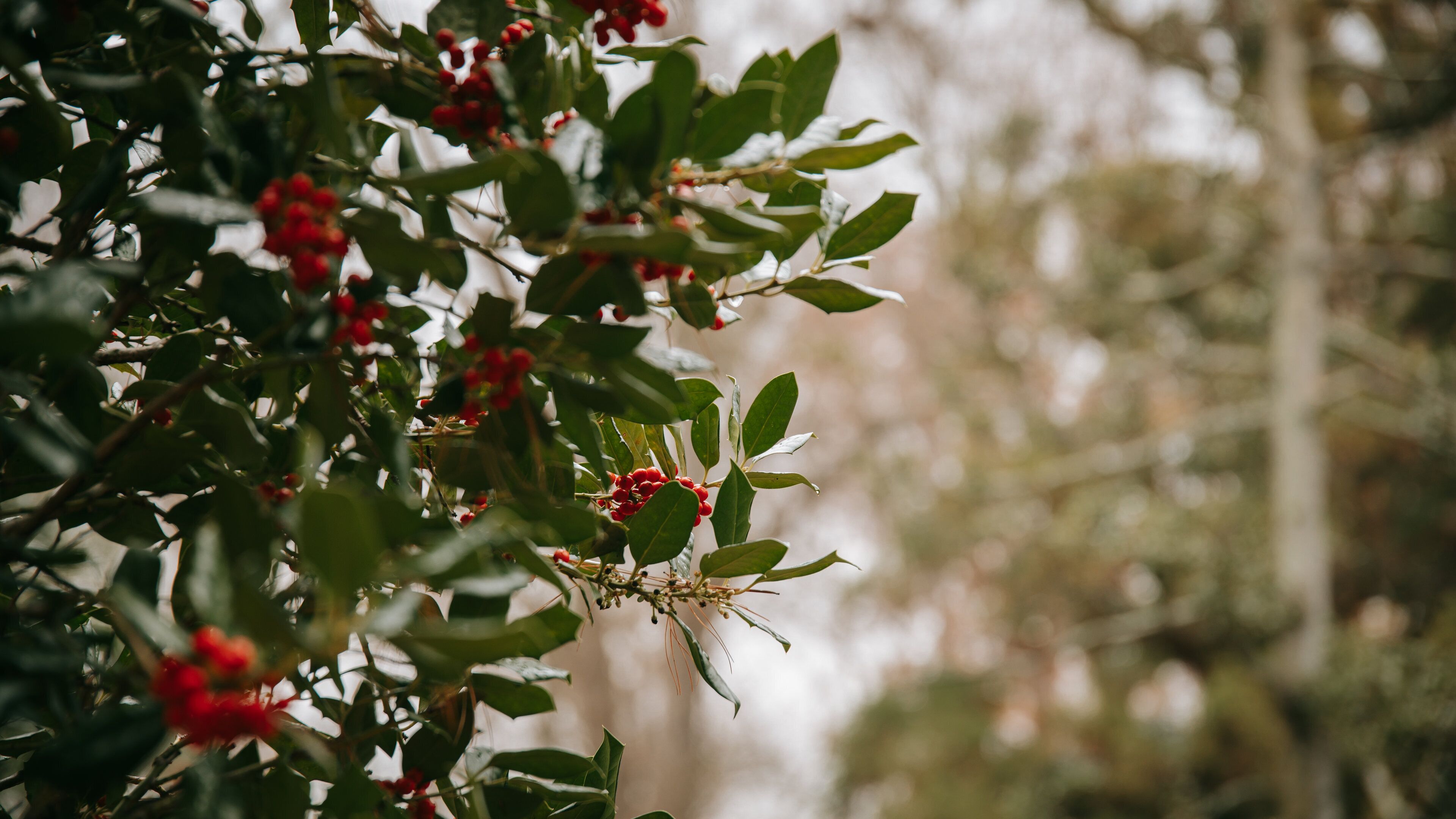 Cylburn Arboretum which includes wildflowers