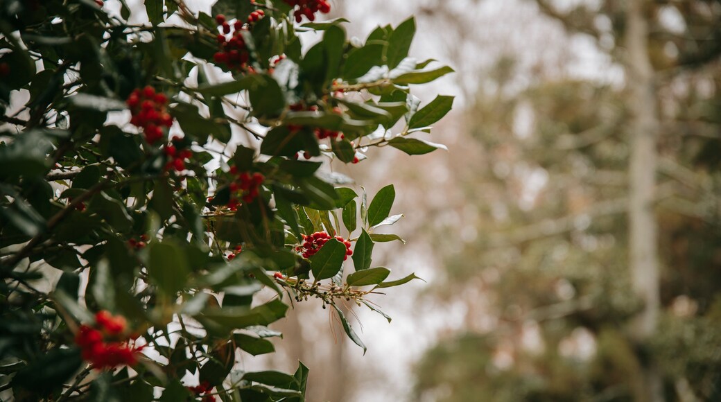 Cylburn Arboretum which includes wildflowers