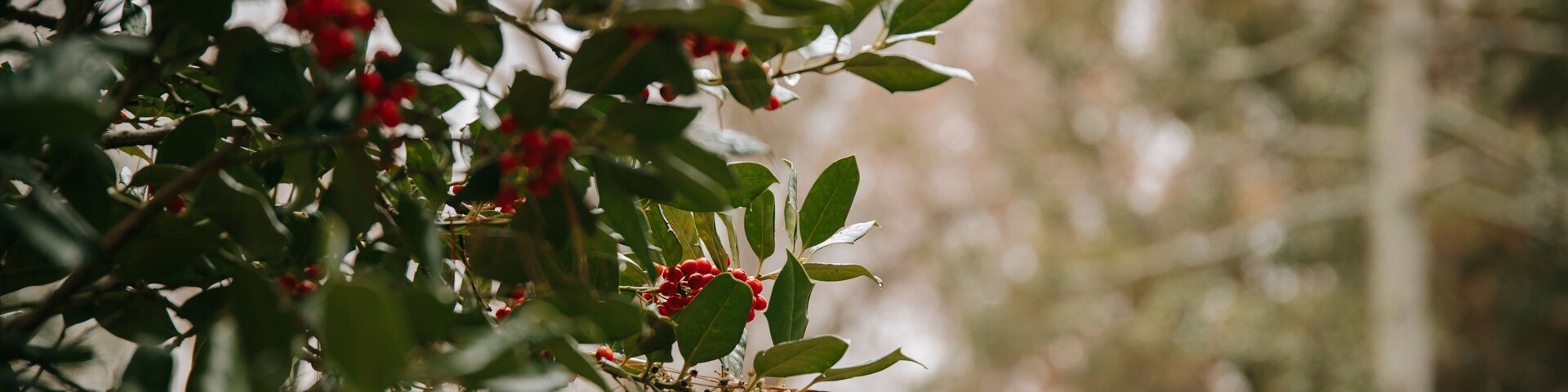 Cylburn Arboretum which includes wildflowers
