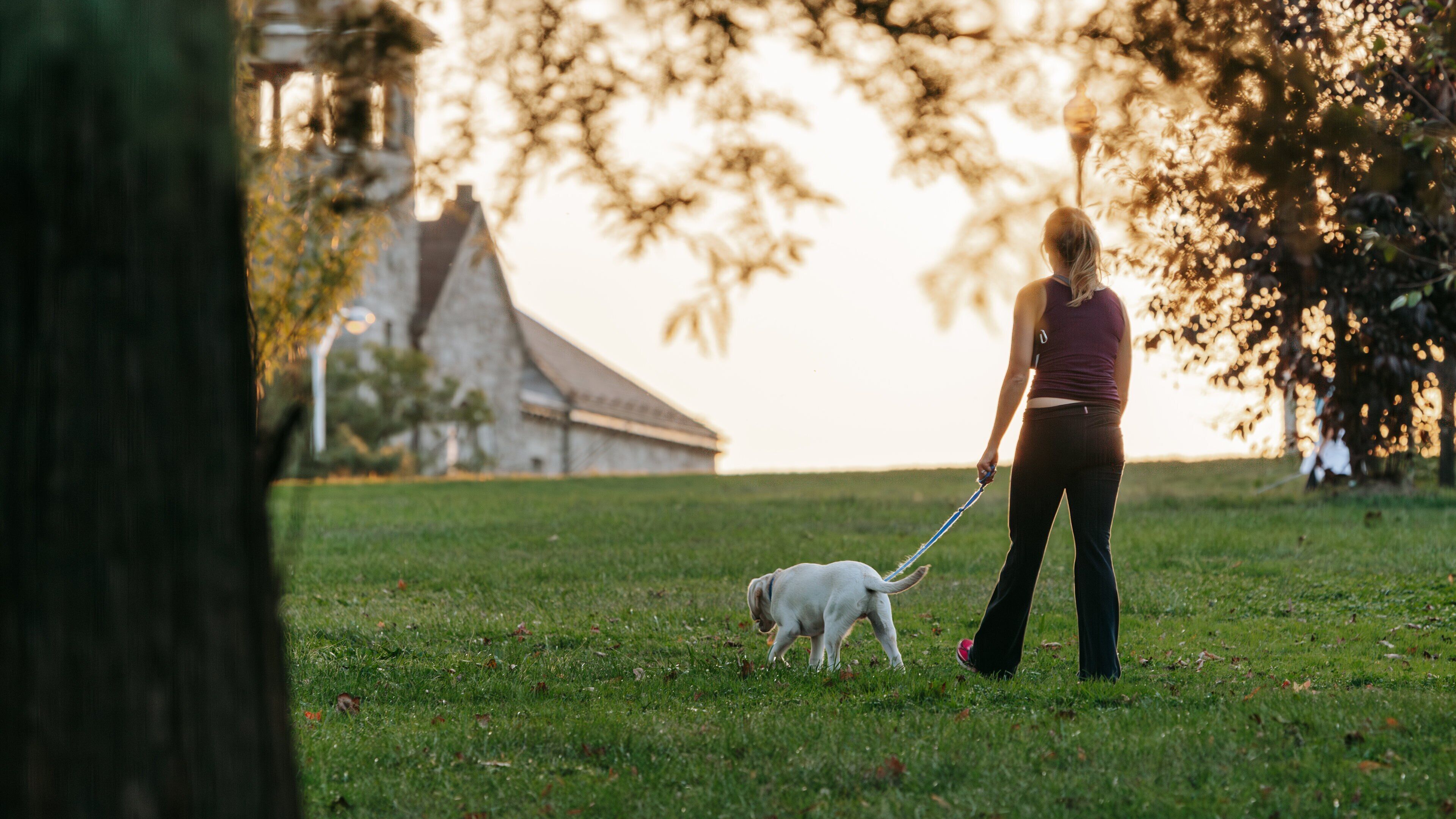 Patterson Park showing a park, cuddly or friendly animals and a sunset