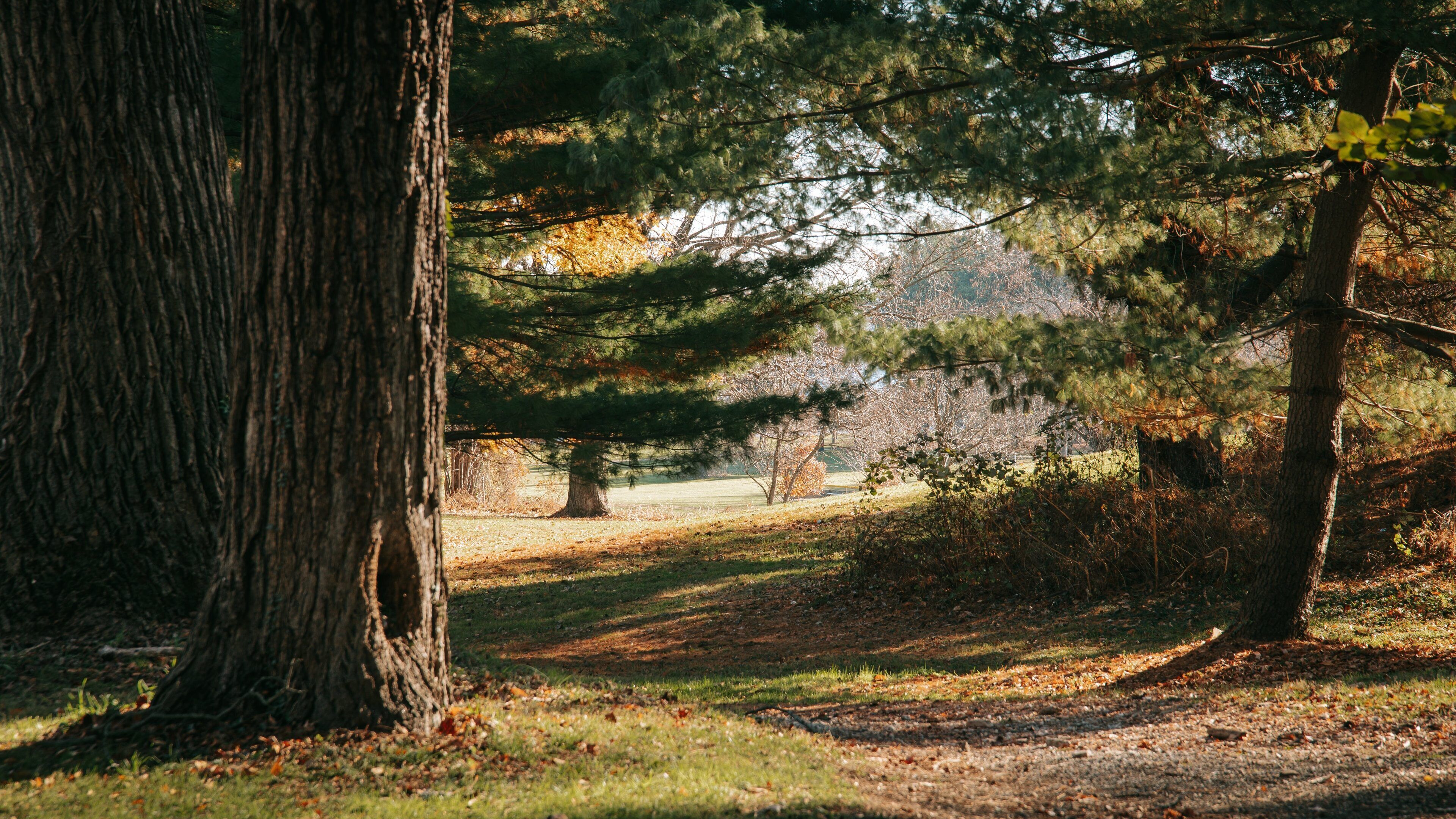 Druid Hill Park showing a garden and autumn leaves