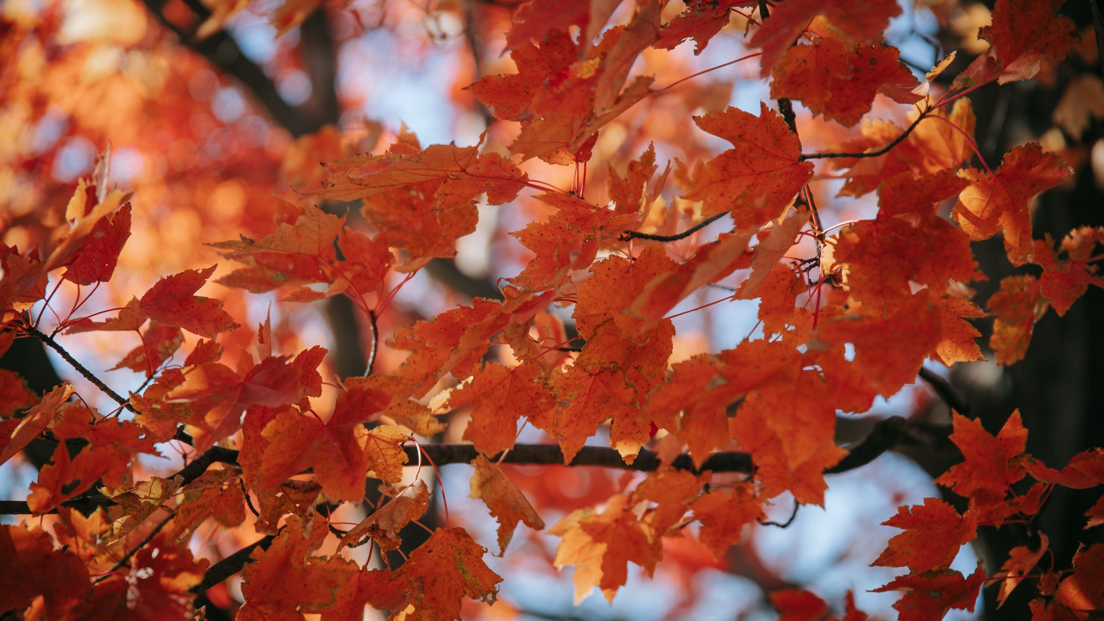 Druid Hill Park which includes autumn leaves
