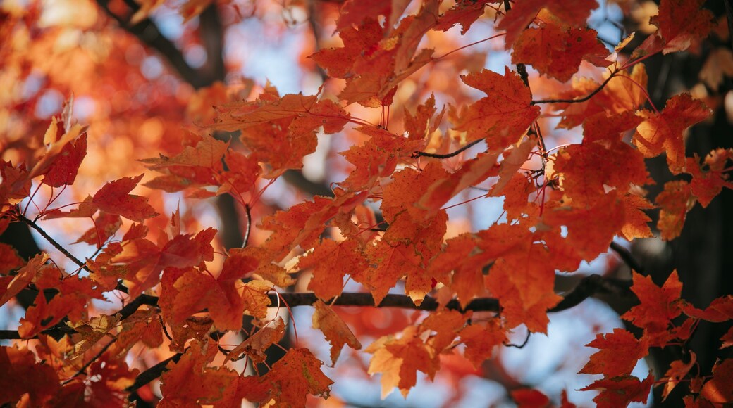 Druid Hill Park which includes autumn leaves