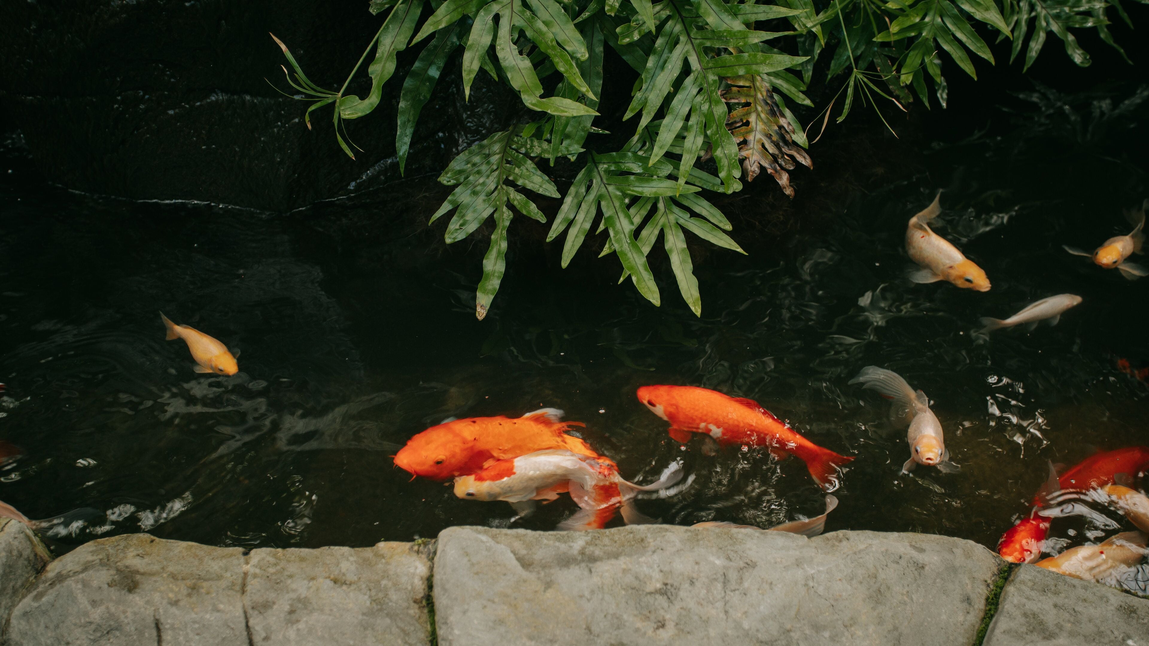 Baltimore Conservatory showing a pond and marine life