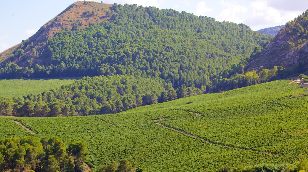 Greek Temple of Segesta showing mountains, farmland and landscape views