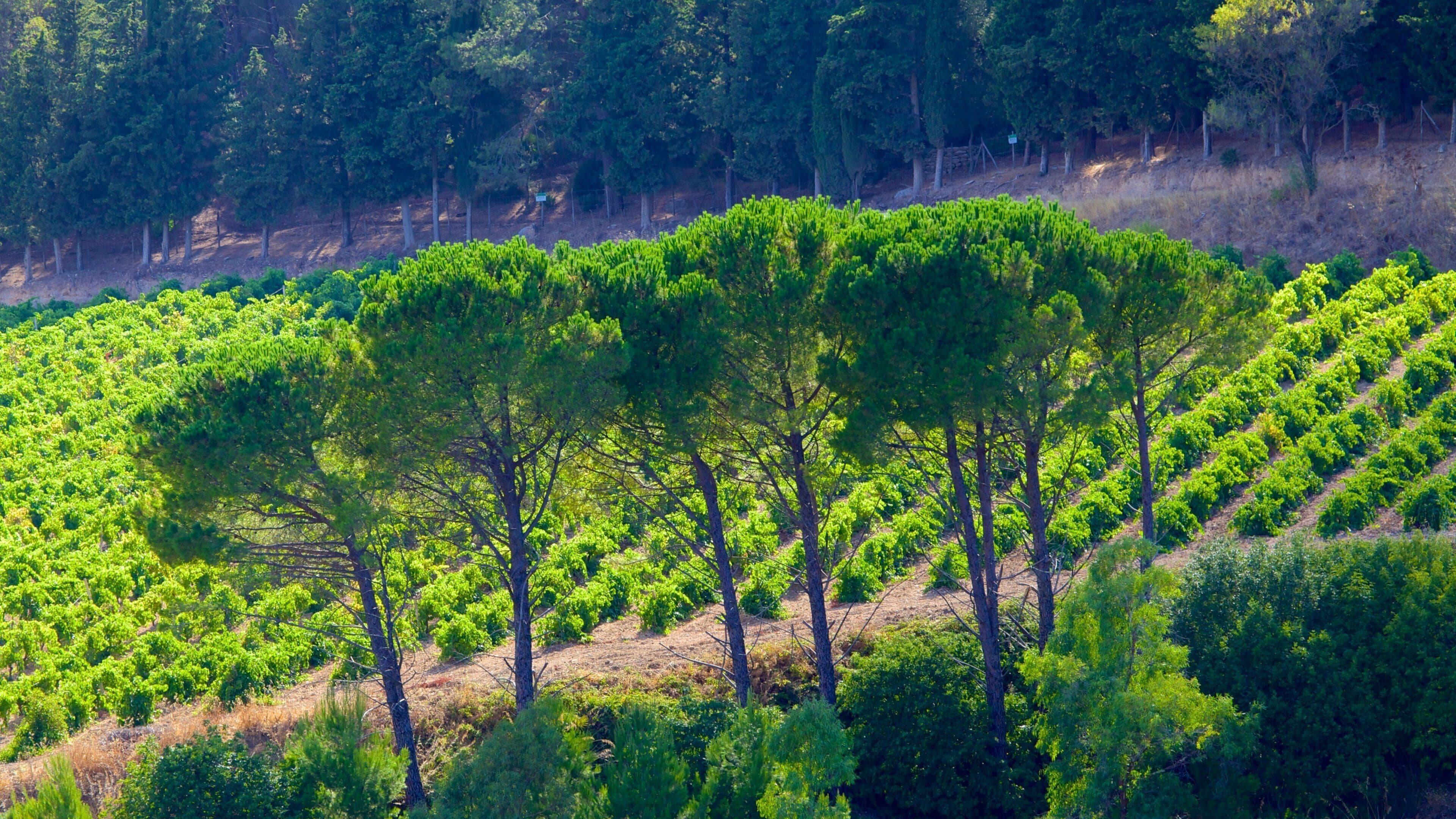 Greek Temple of Segesta showing farmland