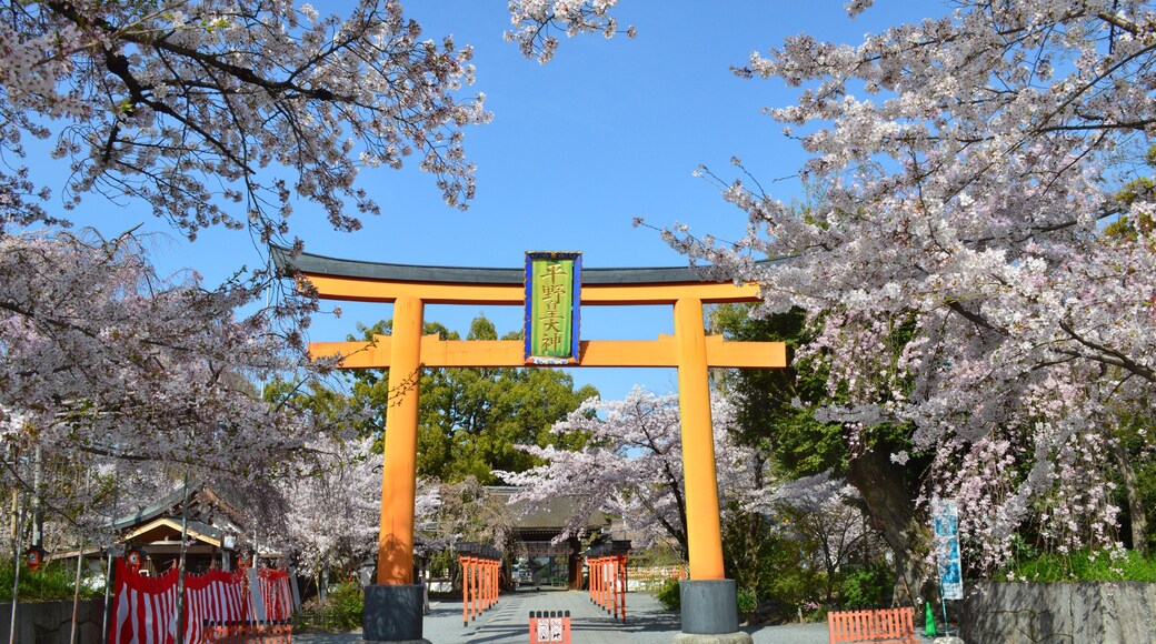 晴天の京都市平野神社大鳥居前の満開の桜01