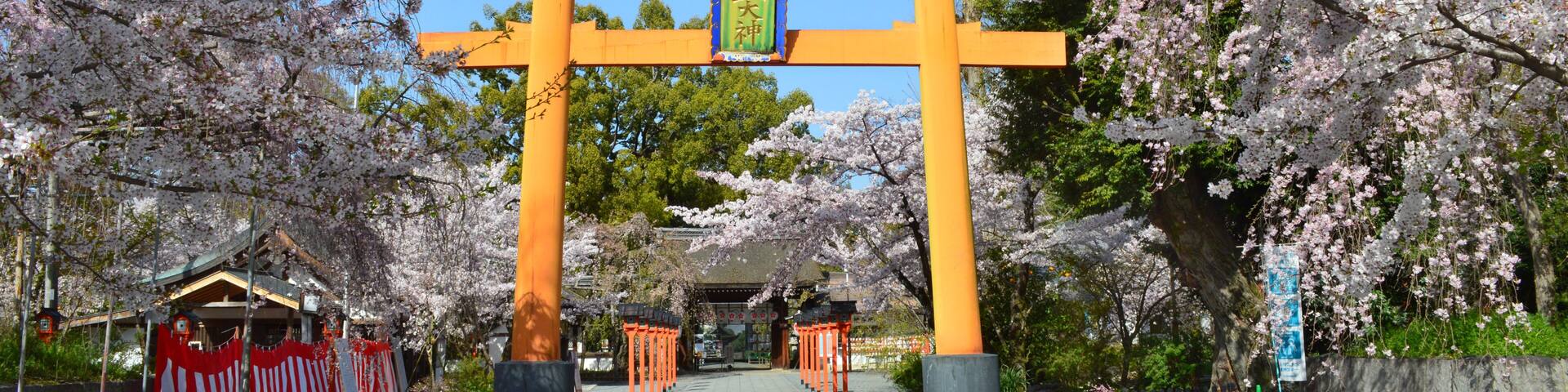 晴天の京都市平野神社大鳥居前の満開の桜01