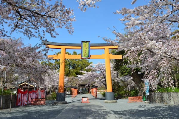 晴天の京都市平野神社大鳥居前の満開の桜01