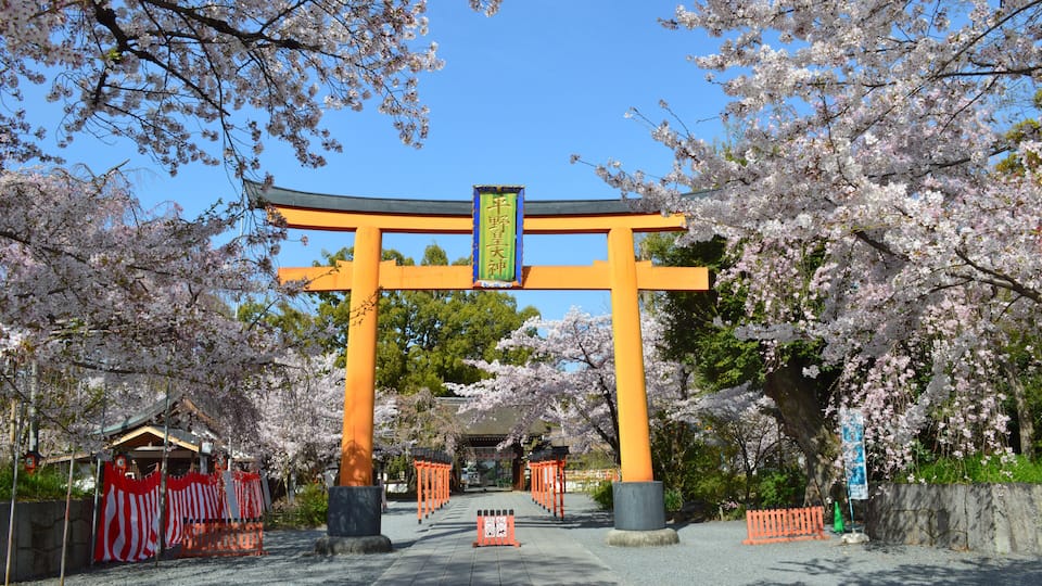 晴天の京都市平野神社大鳥居前の満開の桜01