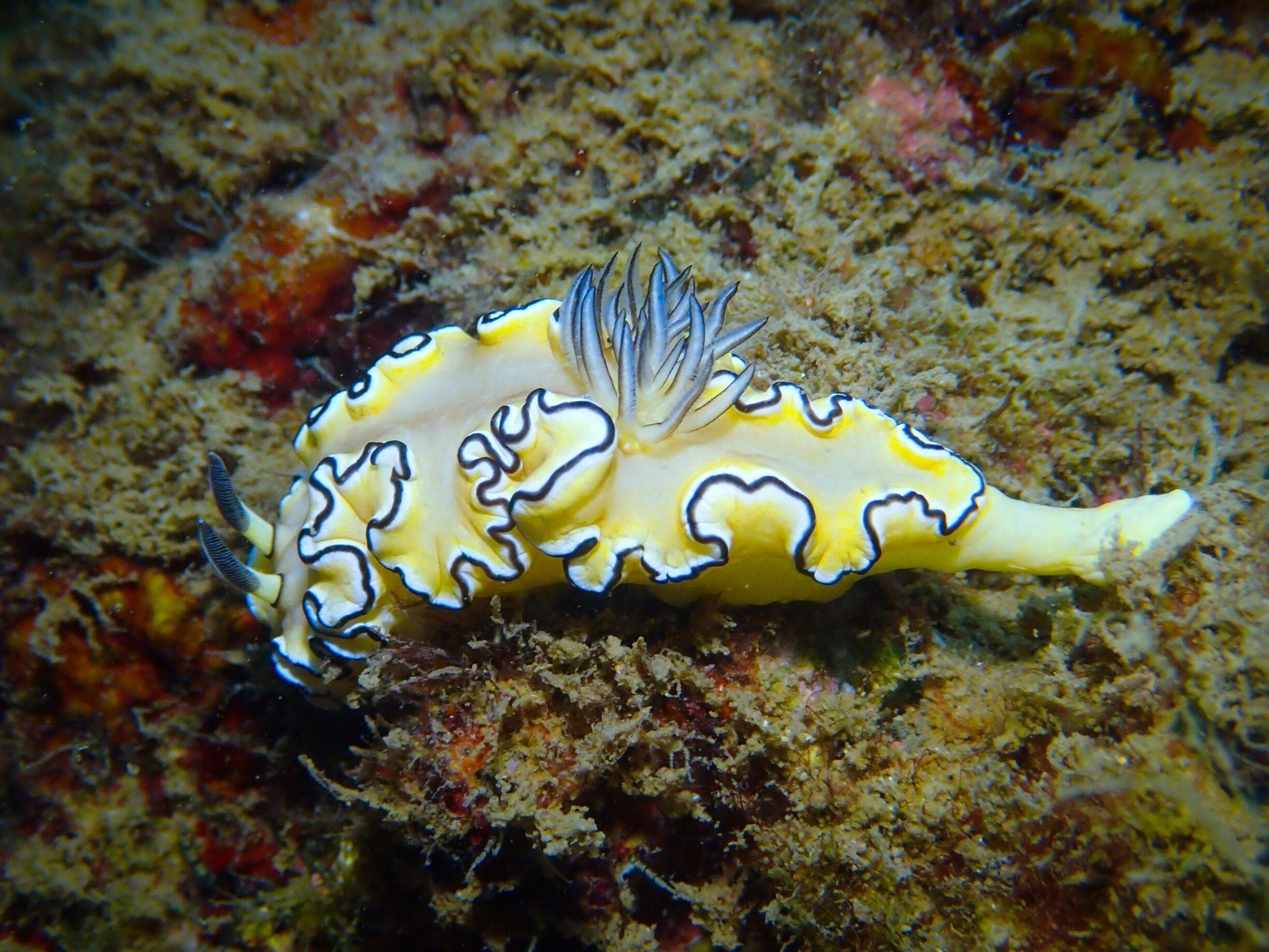 Scuba Diving: Nudibranch