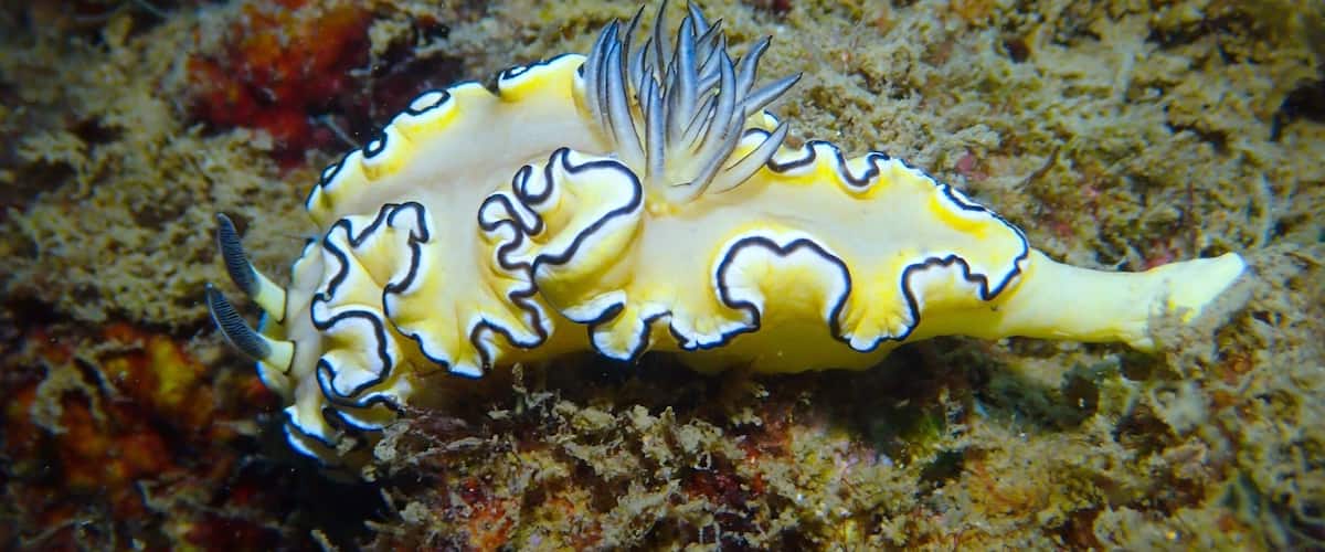 Scuba Diving: Nudibranch