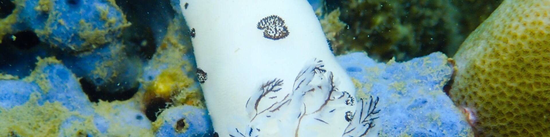 A white sea slug with black spots on a blue and yellow coral reef.
