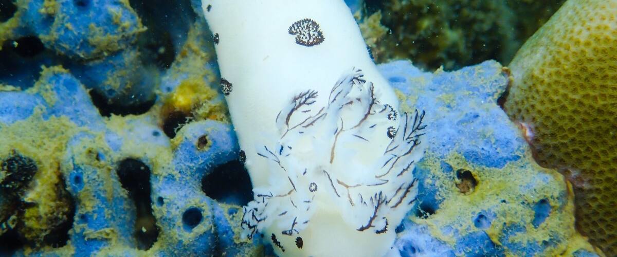 A white sea slug with black spots on a blue and yellow coral reef.
