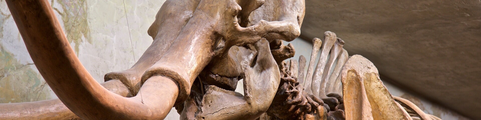Staatliches Museum der Universität von Nebraska das einen Innenansichten