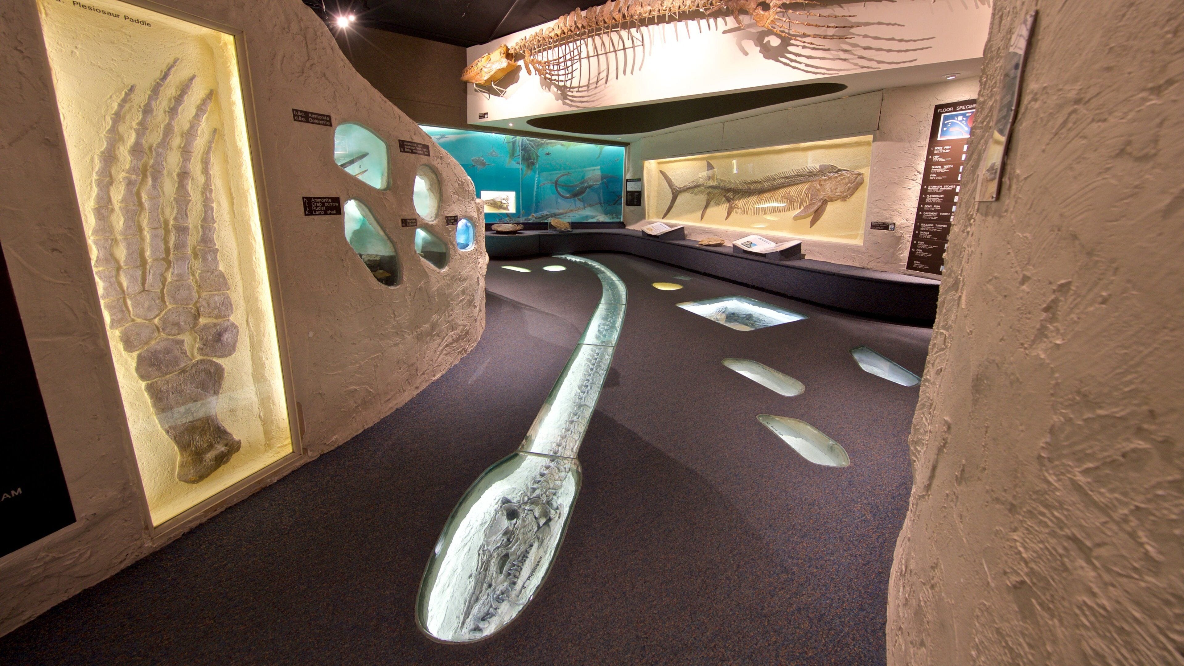 University of Nebraska State Museum showing interior views