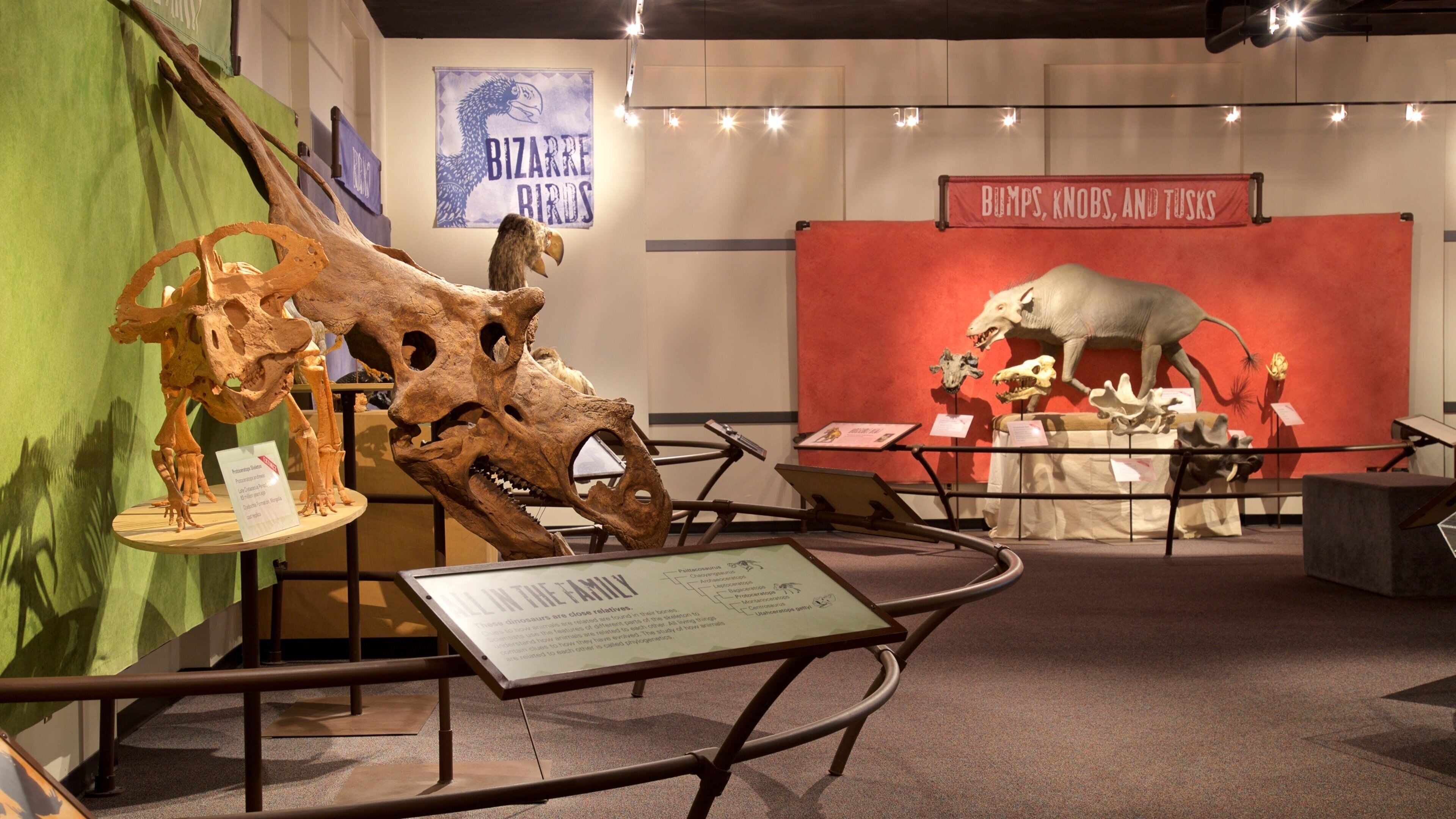 University of Nebraska State Museum caracterizando vistas internas