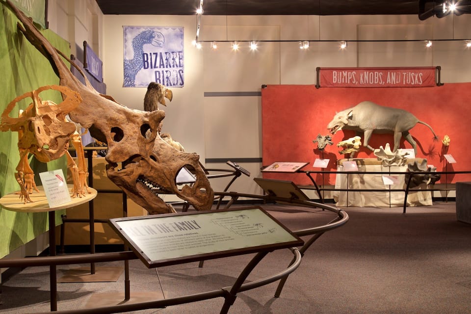 Una exhibición de museo con esqueletos de dinosaurios y un cartel que dice 'BIZARRE BIRDS'.