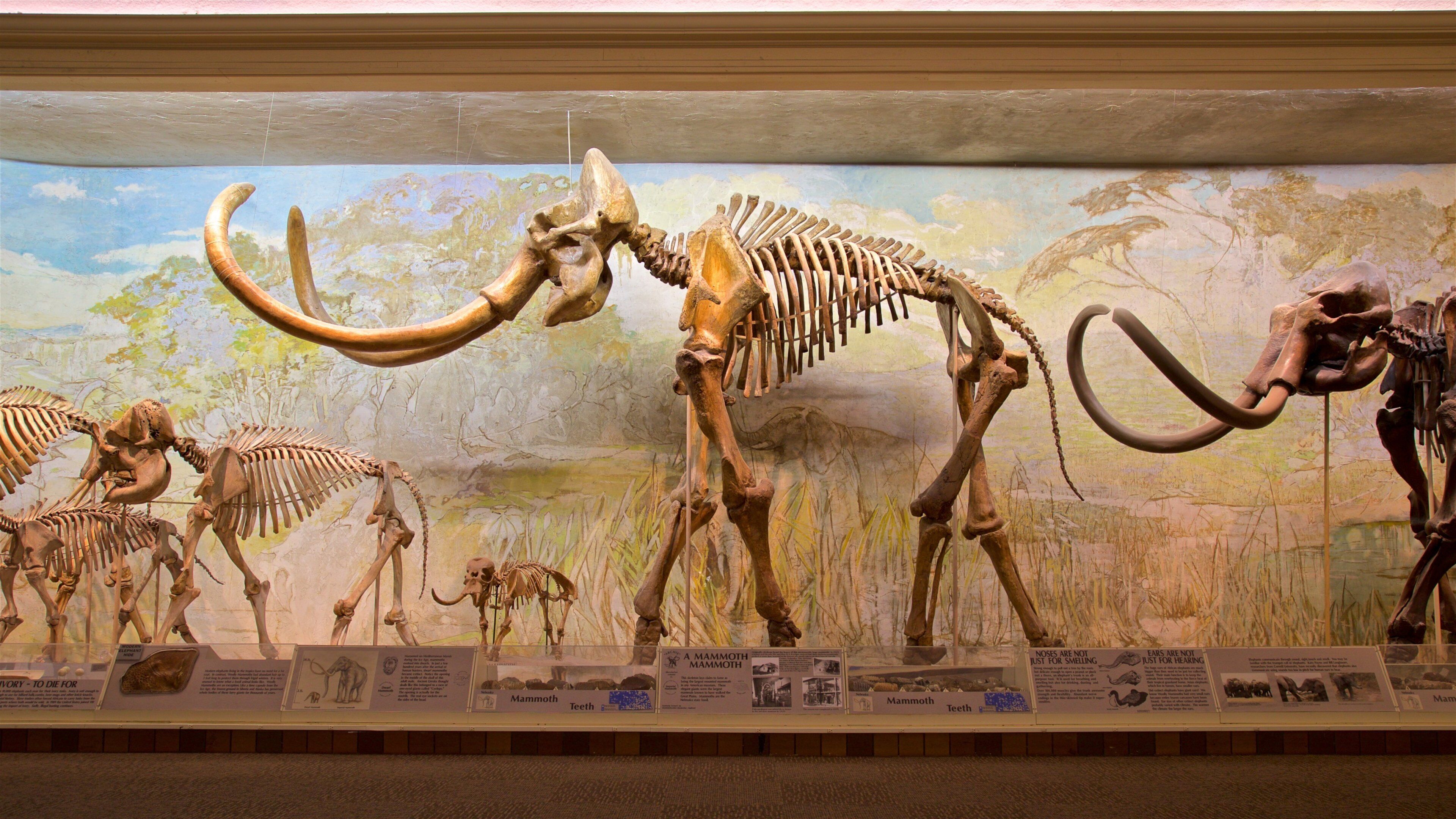 University of Nebraska State Museum que incluye vista interna