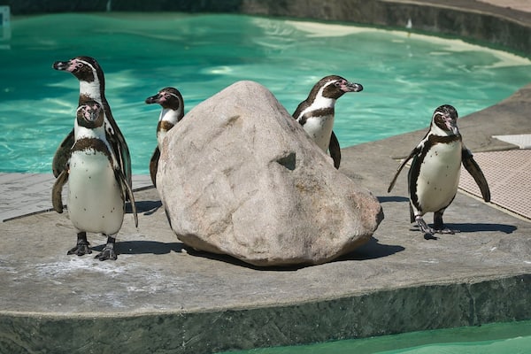 Lincoln Children\'s Zoo showing zoo animals and bird life