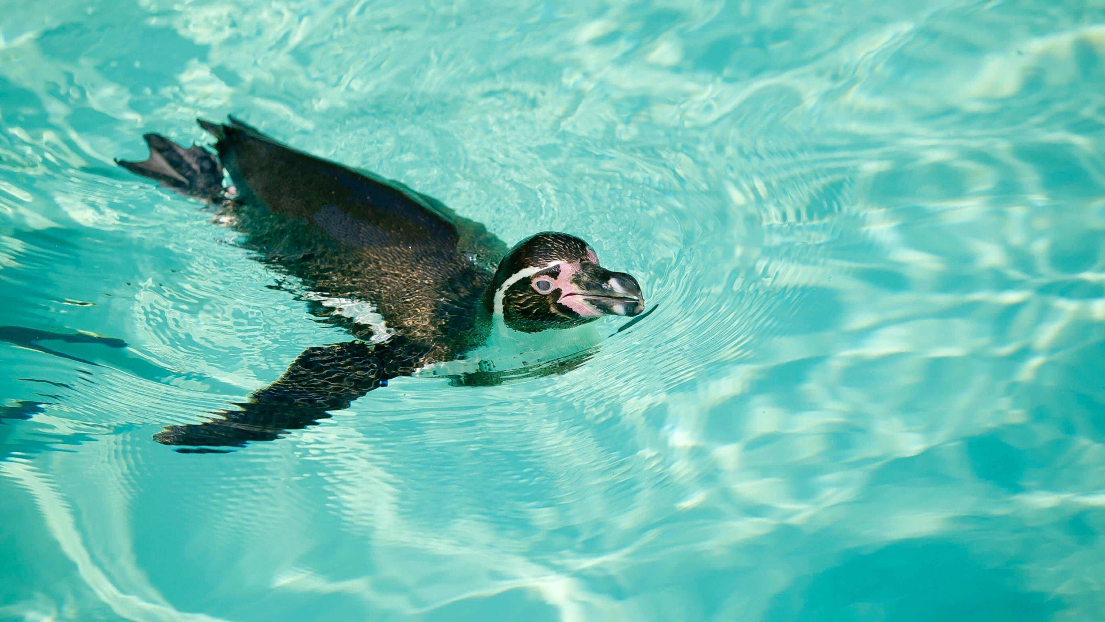 Lincoln Childrens Zoo som inkluderer dyrehagedyr og fugleliv