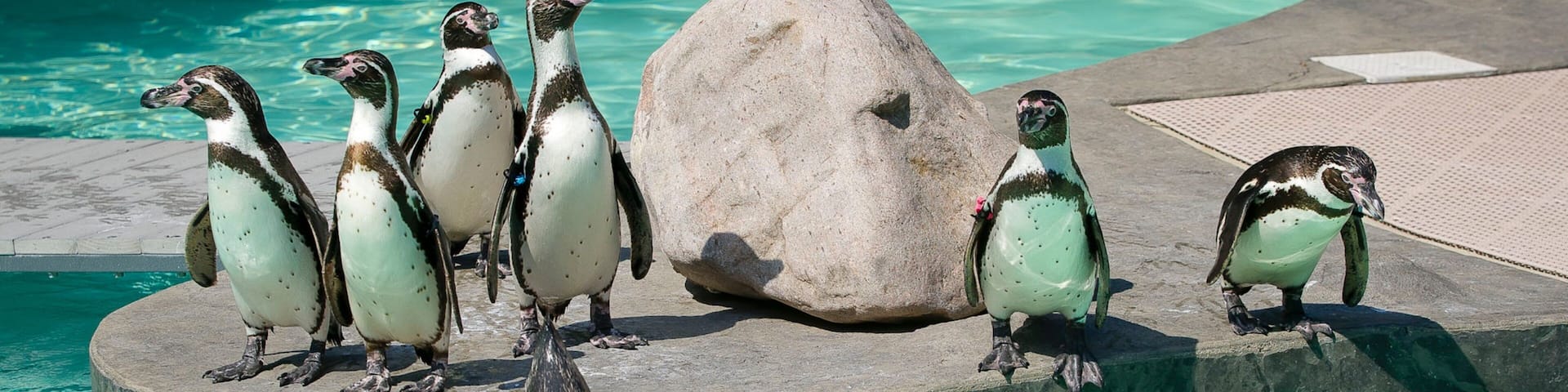 Lincoln Children\'s Zoo which includes bird life and zoo animals