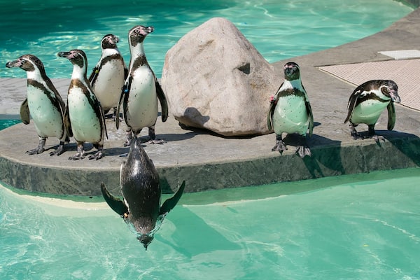 Lincoln Children\'s Zoo das einen Vögel und Zootiere