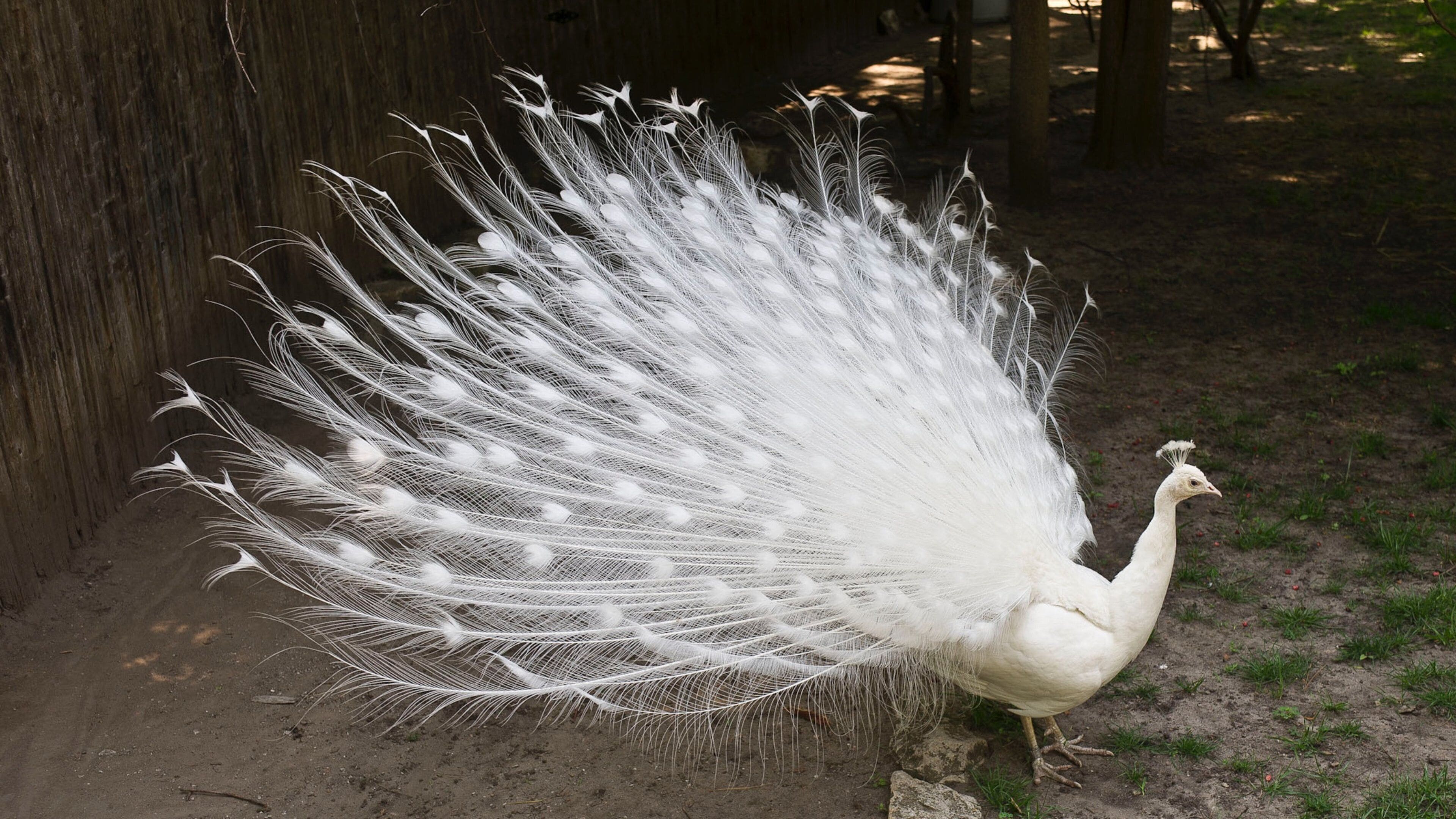 Lincoln Children\'s Zoo featuring zoo animals and bird life