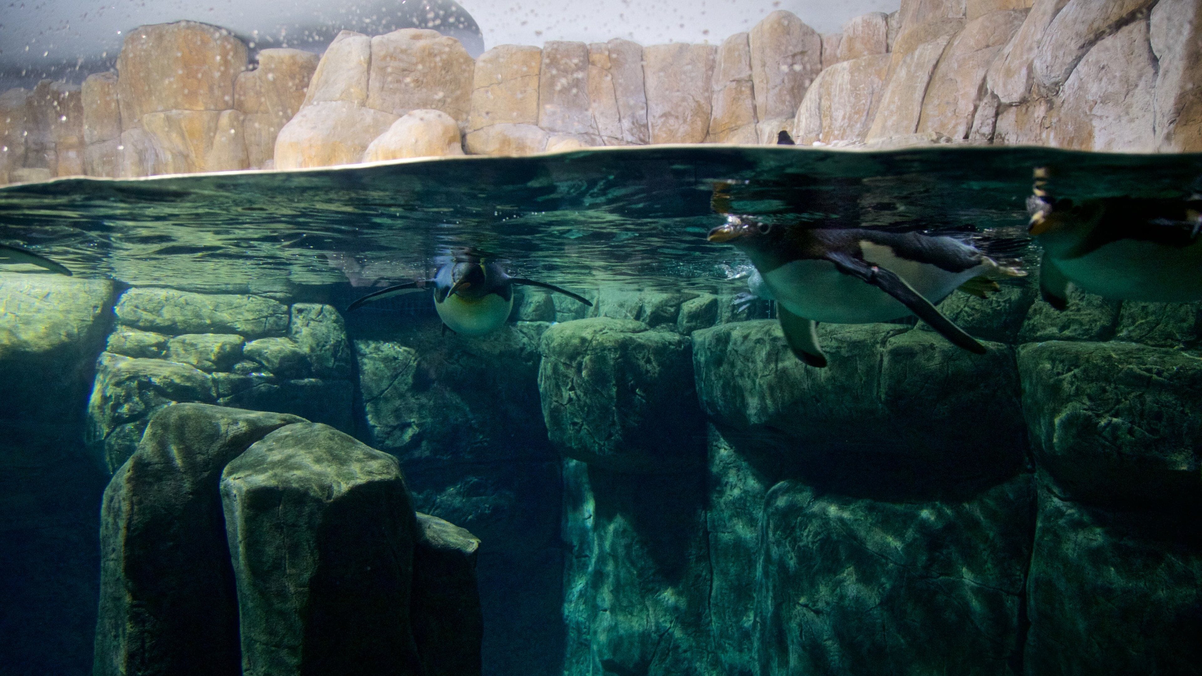 Henry Doorlyn eläintarha johon kuuluu merielämä