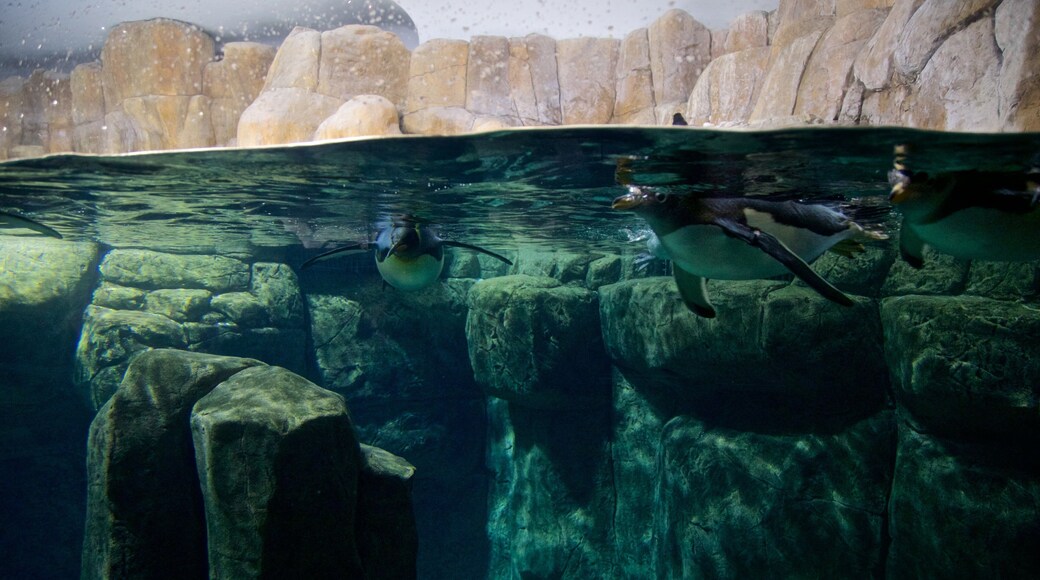 Henry Doorlyn eläintarha johon kuuluu merielämä