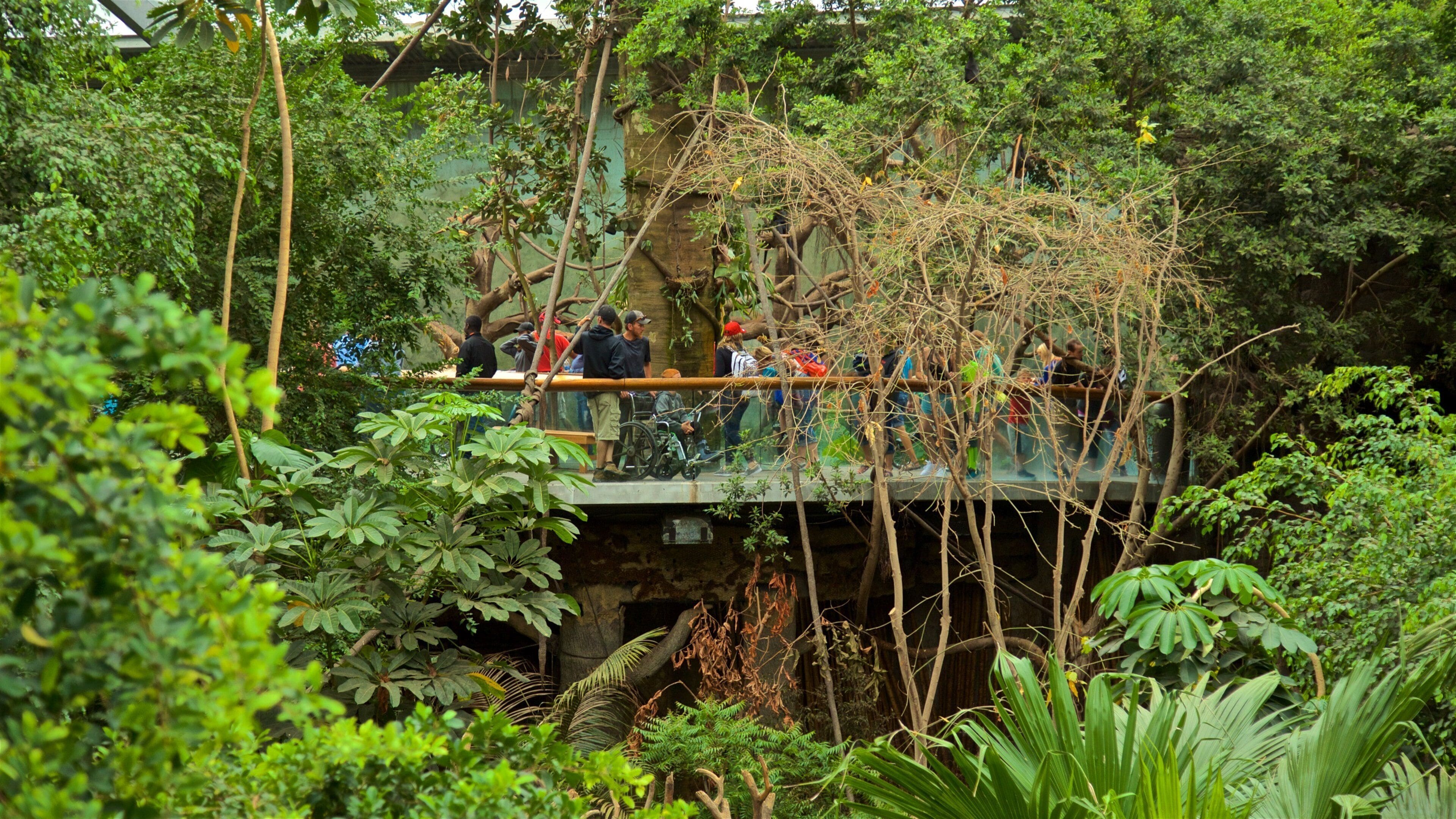 Henry Doorly Zoo which includes forest scenes as well as a small group of people