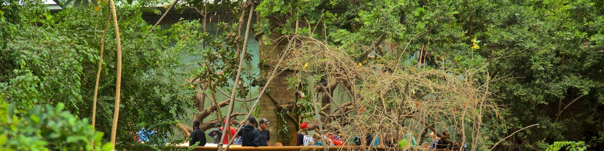 Henry Doorly Zoo which includes forest scenes as well as a small group of people