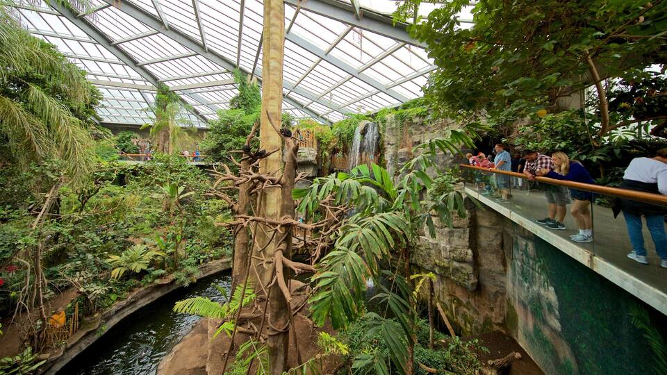 Een kas met glazen dak, een waterstroom en diverse tropische planten.