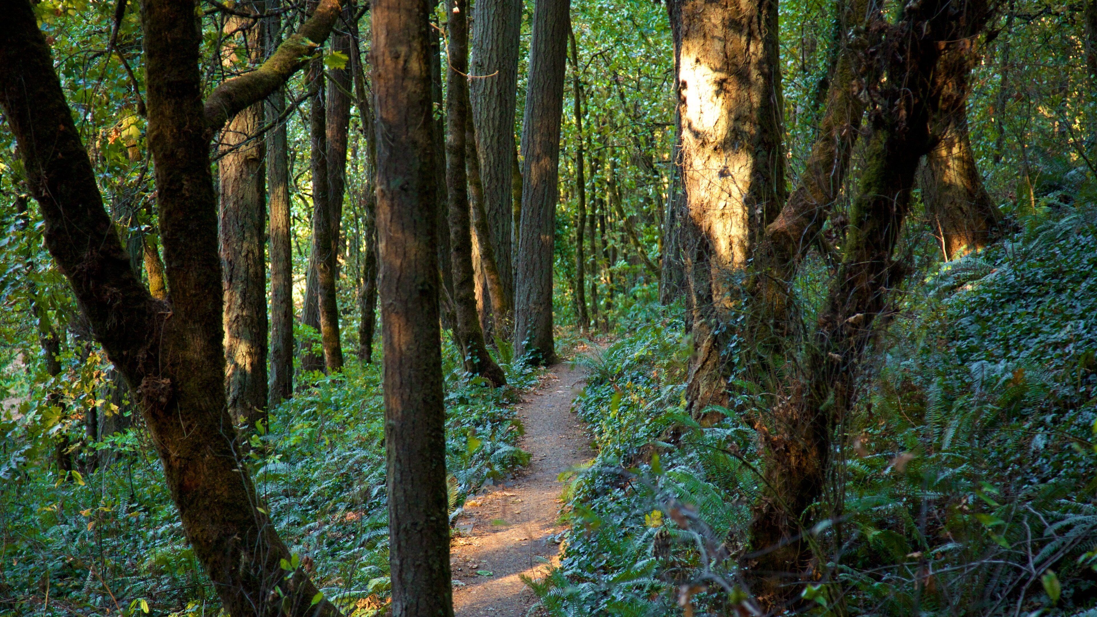 Hendricks Park mostrando foresta pluviale