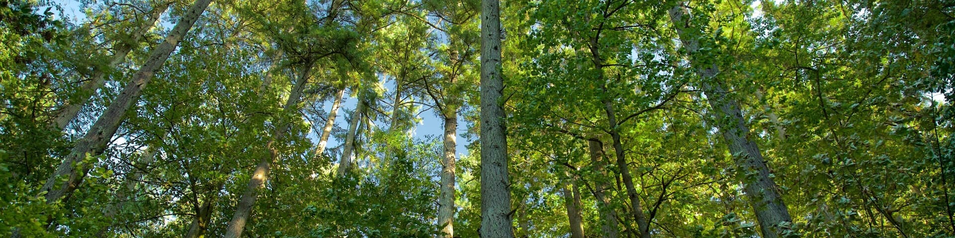 Hendricks Park which includes rainforest