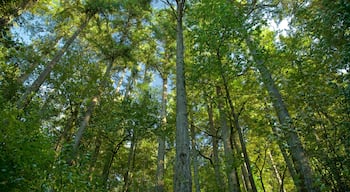 Hendricks Park which includes rainforest