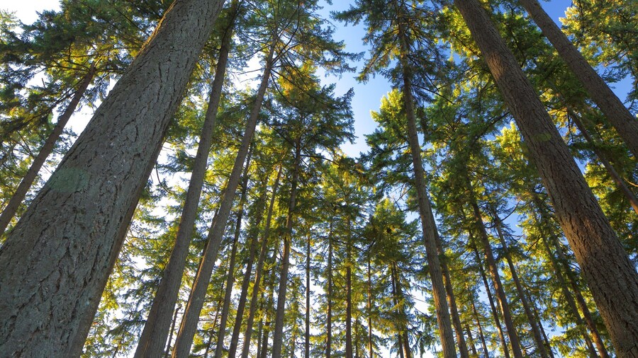 Hendricks Park showing forest scenes