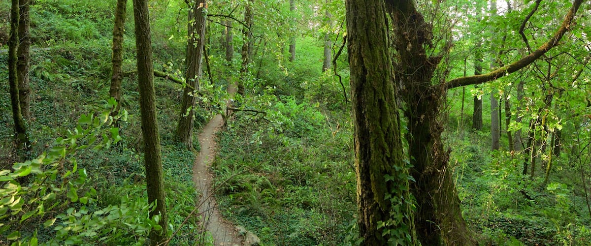 Hendricks Park mostrando selva