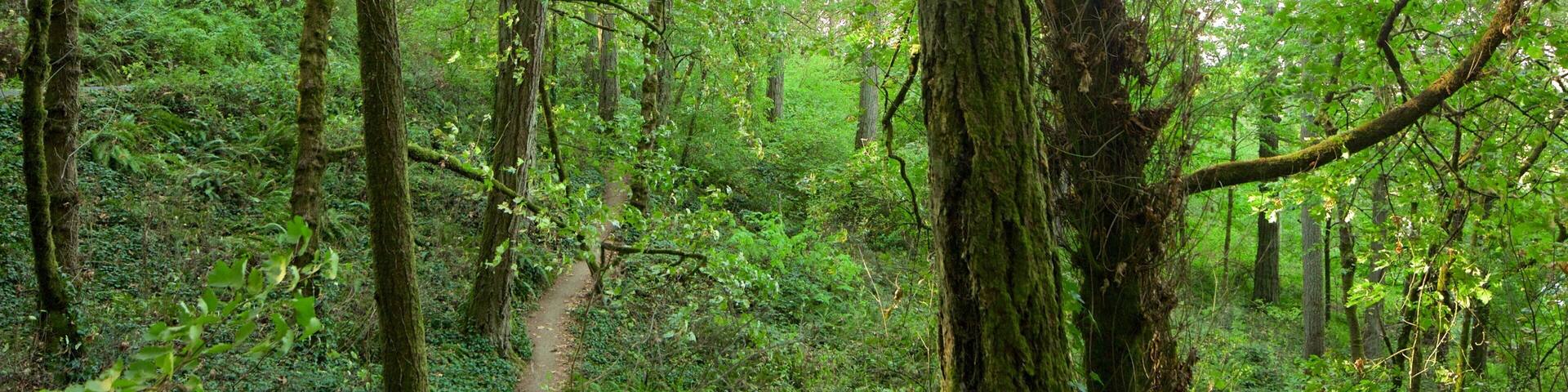 Hendricks Park showing rainforest