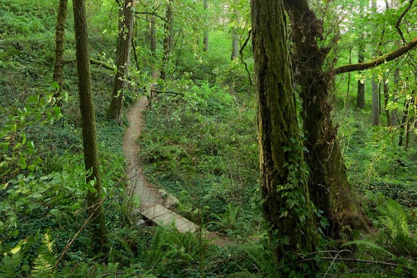 Hendricks Park showing rainforest