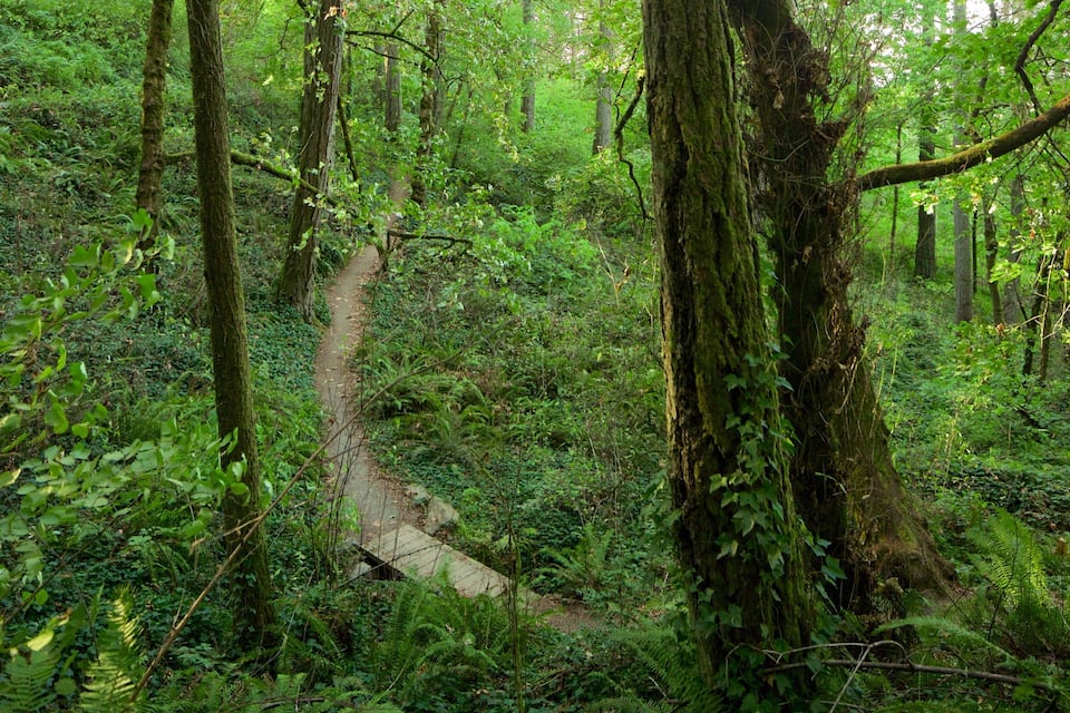 A forest with a narrow dirt path.