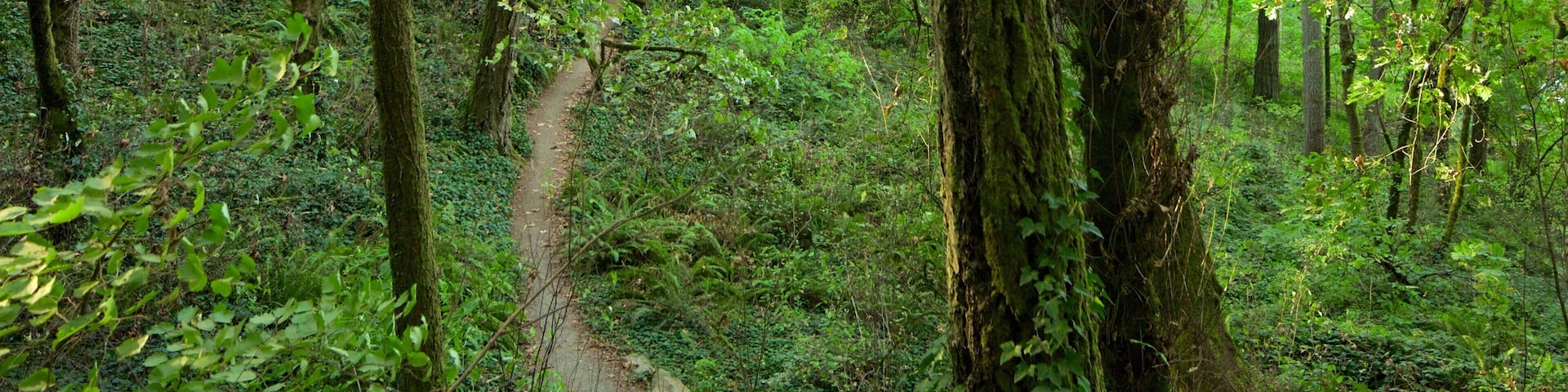Hendricks Park featuring rainforest