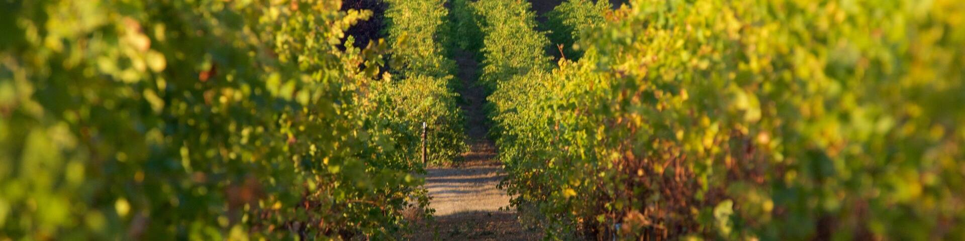 King Estate showing farmland