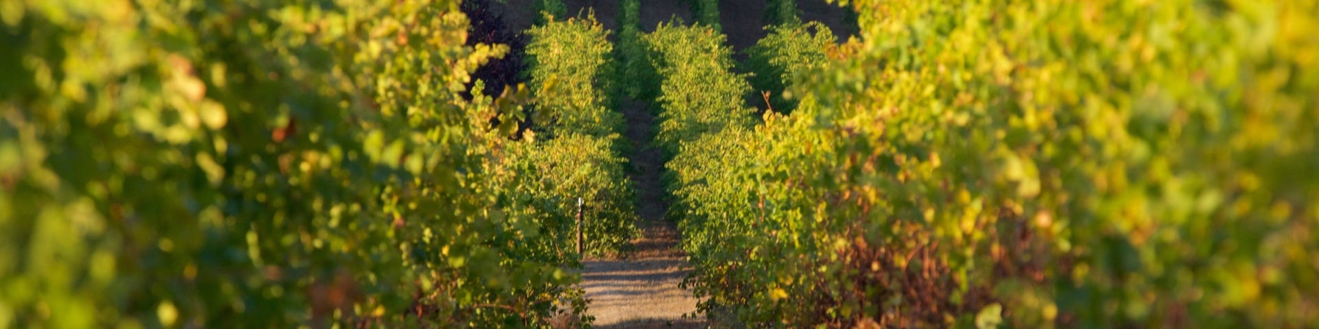 King Estate que incluye tierra de cultivo