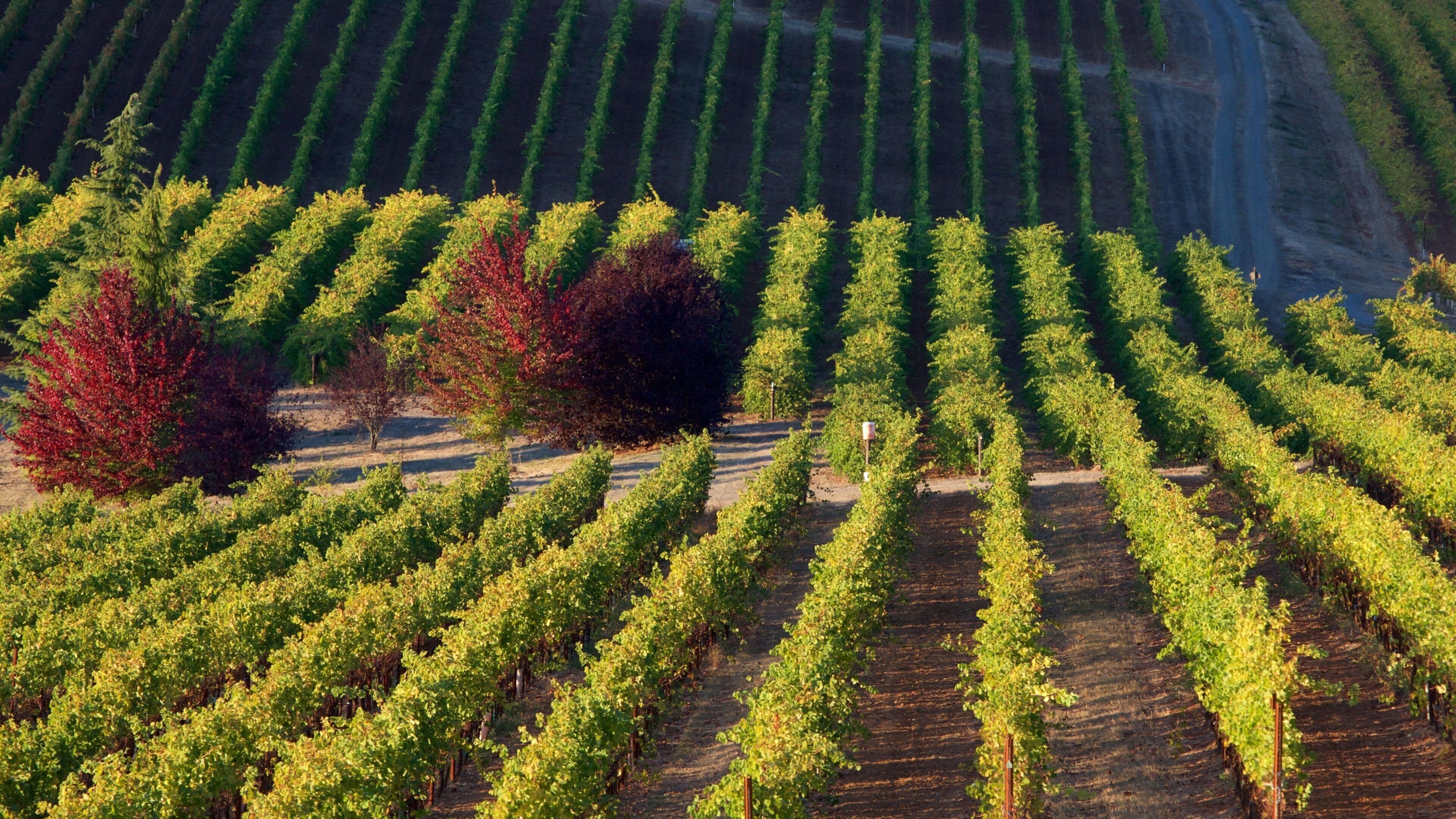 King Estate featuring farmland